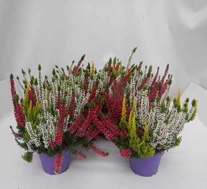 CALLUNA B.L. TRIO