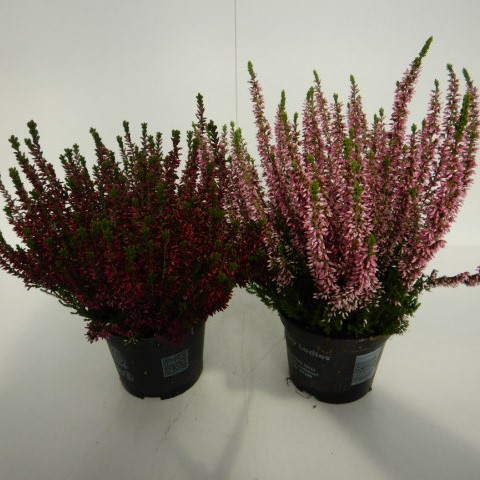 CALLUNA B.L.