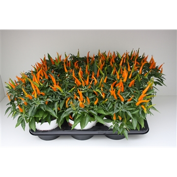 CAPSICUM SOMBRERO