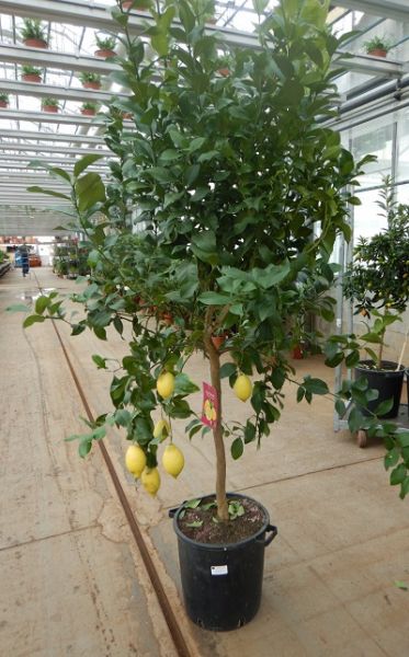 CITRUS LIMON
