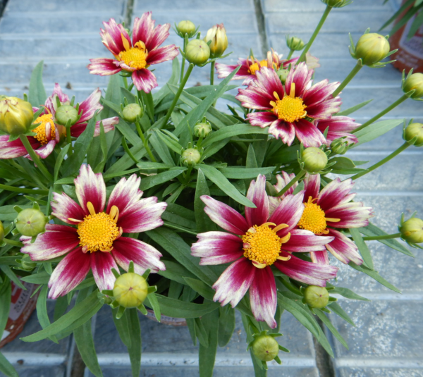 COREOPSIS