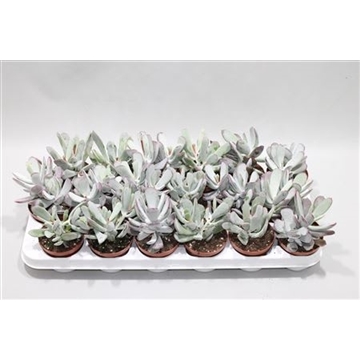 COTYLEDON UNDULATA