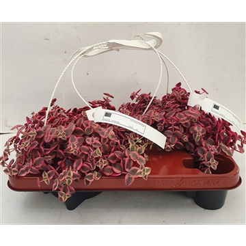 CRASSULA MARGINALIS