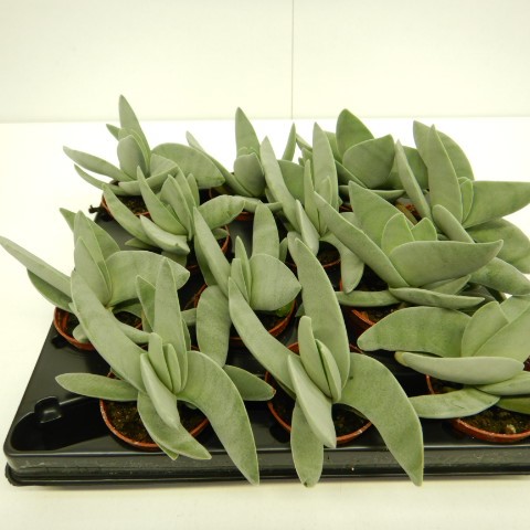 CRASSULA FALCATA