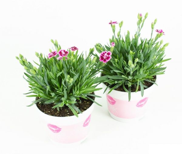 DIANTHUS PINK KISSES