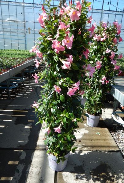DIPLADENIA SUN. COLONNE