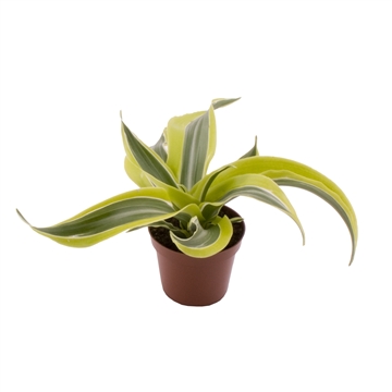 DRACAENA LEMON LINE