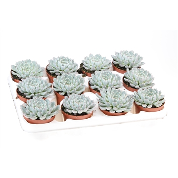 ECHEVERIA ELEGANT BLUE