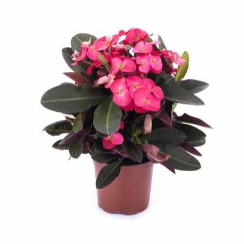 EUPHORBIA MILII