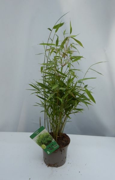 FARGESIA RUFA