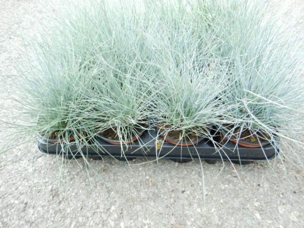FESTUCA GLAUCA