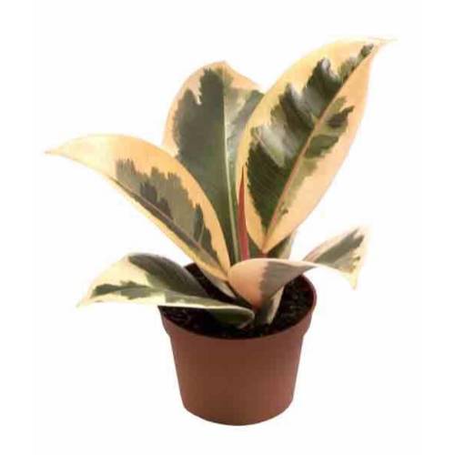 FICUS ELASTICA TINEKE