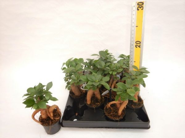 FICUS MICROCARPA GINSENG