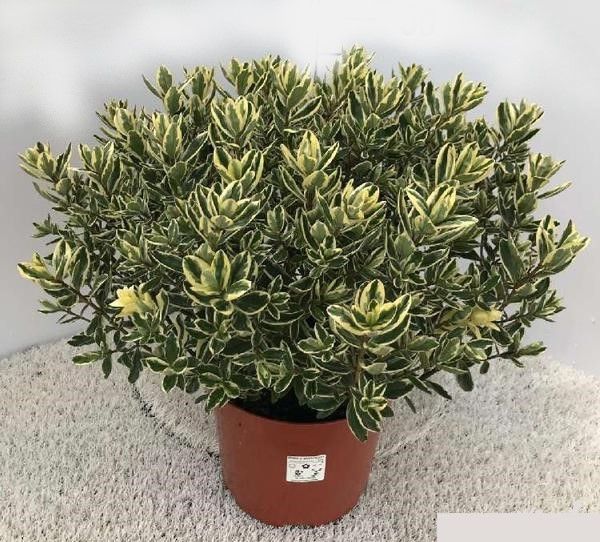 HEBE ANDERSONI PANACHE