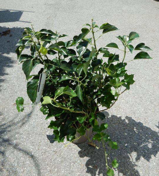 HEDERA ARBORECENS