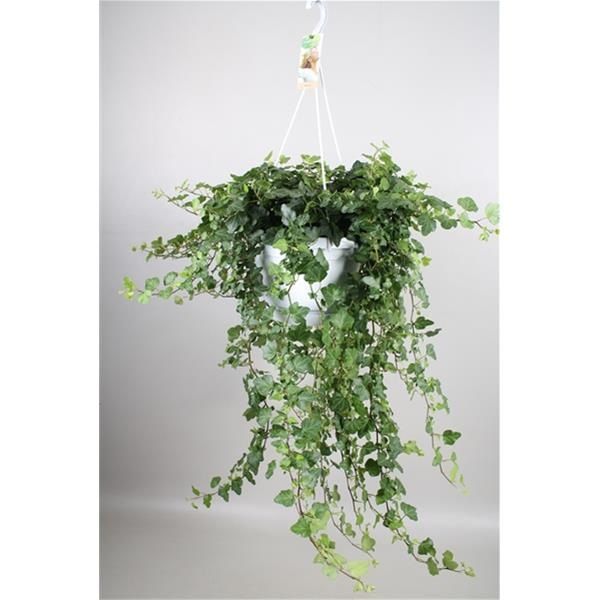 HEDERA