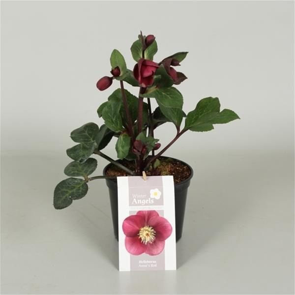 HELLEBORUS ANNA'S RED