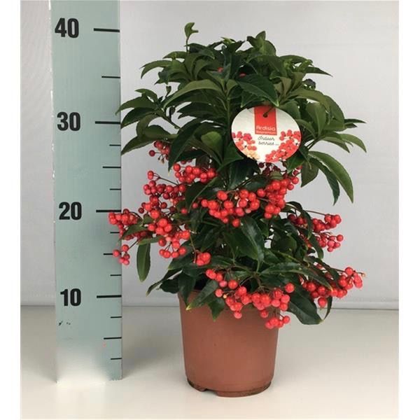 ARDISIA CRENATA