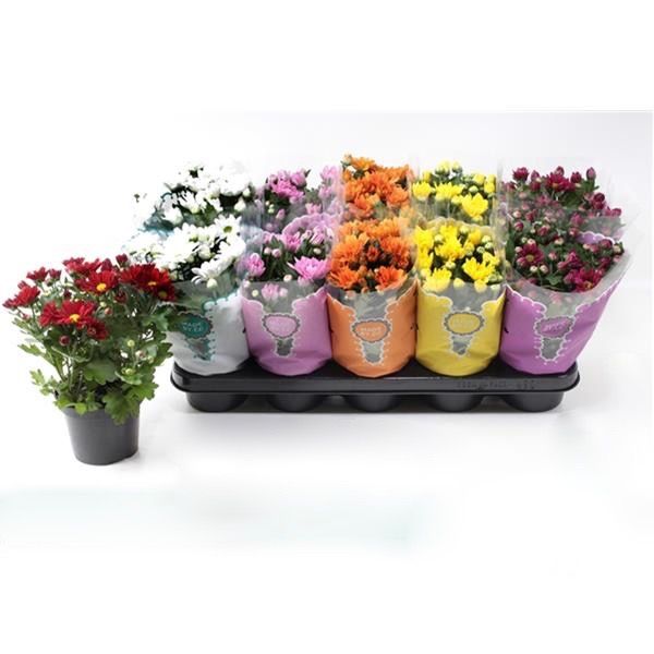 CHRYSANTHEME 3 BOUTURES