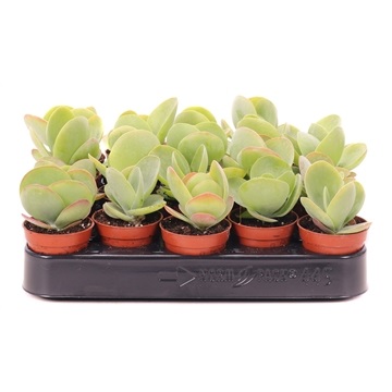 KALANCHOE THYRSIFLORA