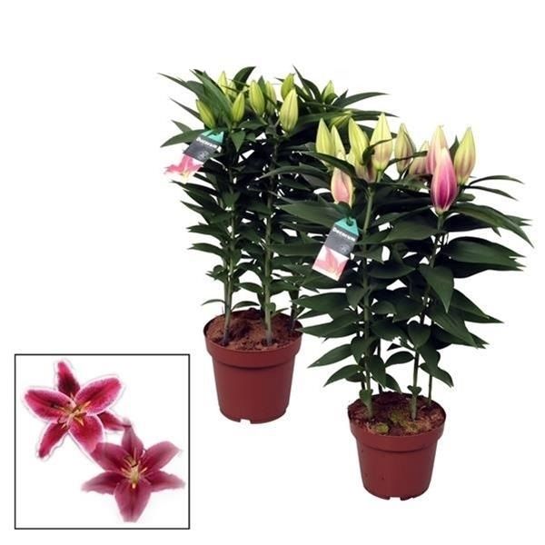 LILIUM ORIENTAL