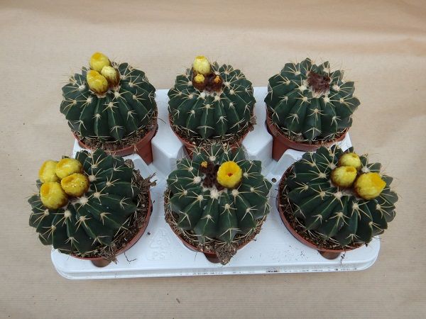 NOTOCACTUS ERINACEREUS