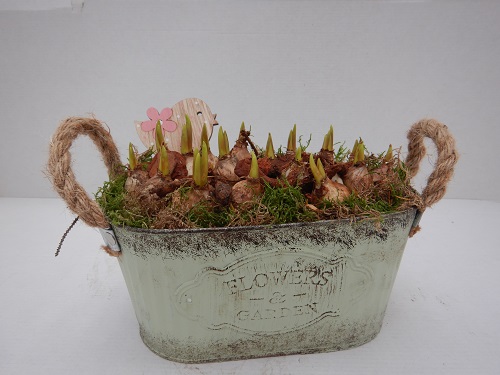 O-MUSCARI - ZINC- 6162