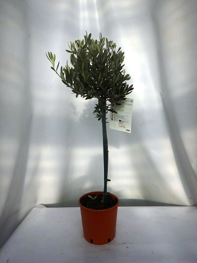 OLEA EUROPAEA TIGE