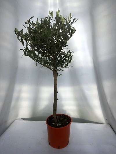 OLEA EUROPAEA TIGE