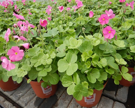 OXALIS BOWIEI AMARANTHA