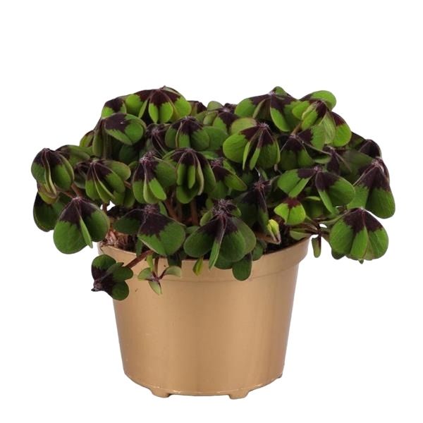 OXALIS DEPPEI