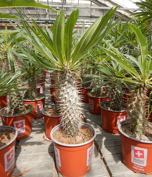 PACHYPODIUM LAMEREI
