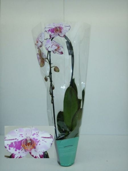 PHALAENOPSIS CASCADE