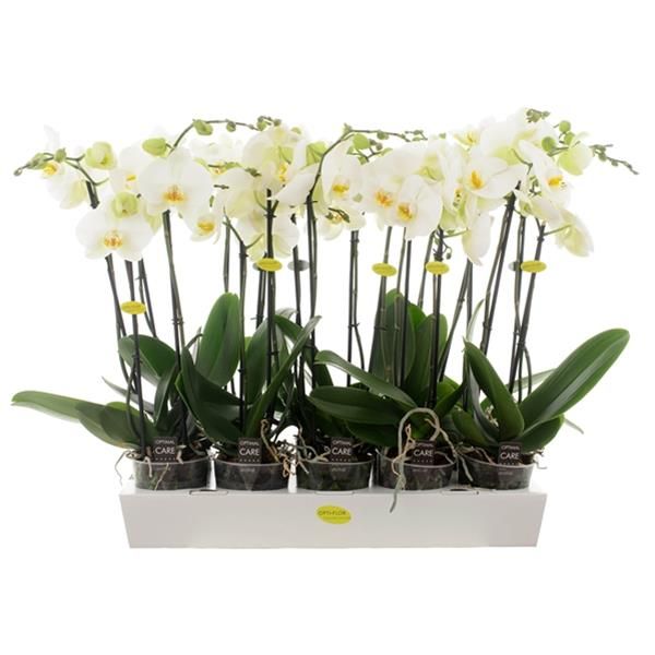 PHALAENOPSIS
