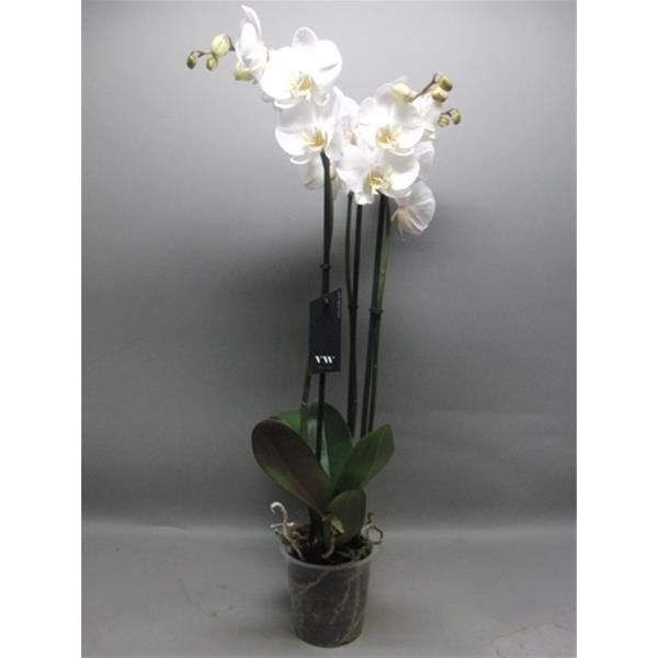 PHALAENOPSIS FORTUNO