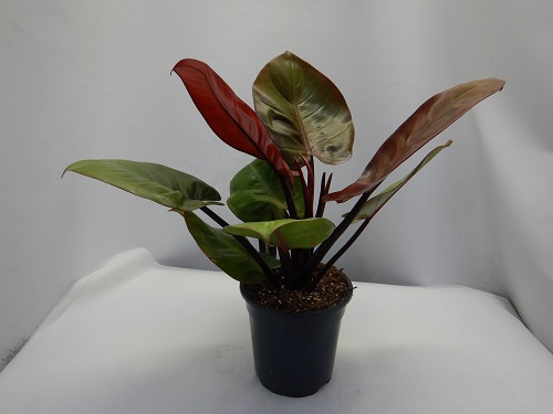 PHILODENDRON PRINCE OF ORANGE-S