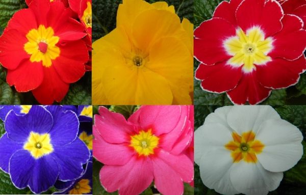 PRIMULA ACAULIS