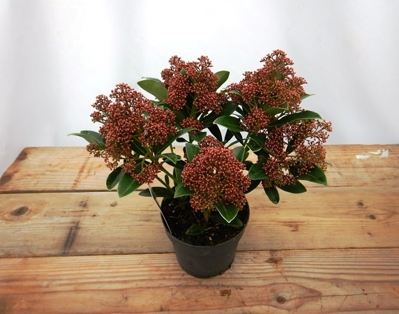 SKIMMIA RUBESTA CUBA