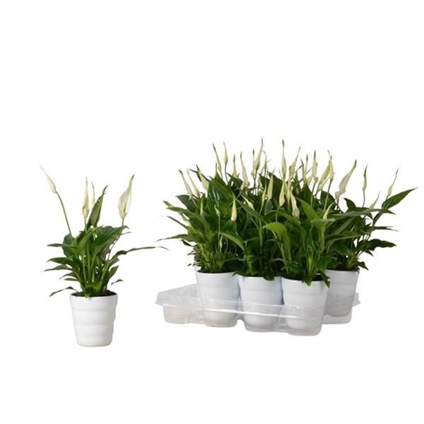 SPATHIPHYLLUM CACHE POT BLANC