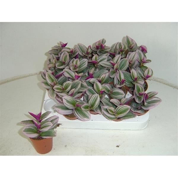 TRADESCANTIA NANOUK