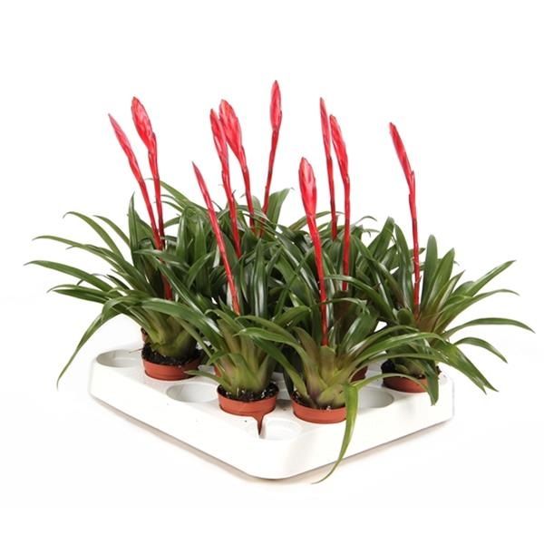 VRIESEA CONCHITA
